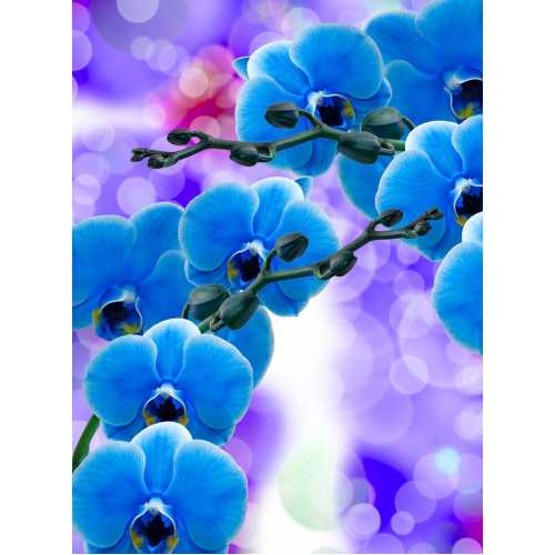 Фото Синие орхидеи Т-223, 200*270 см