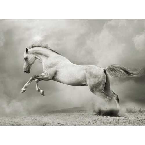 Фото Белый конь 200*147 см
