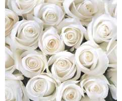 Розы белые Б1-091, 300*270 см