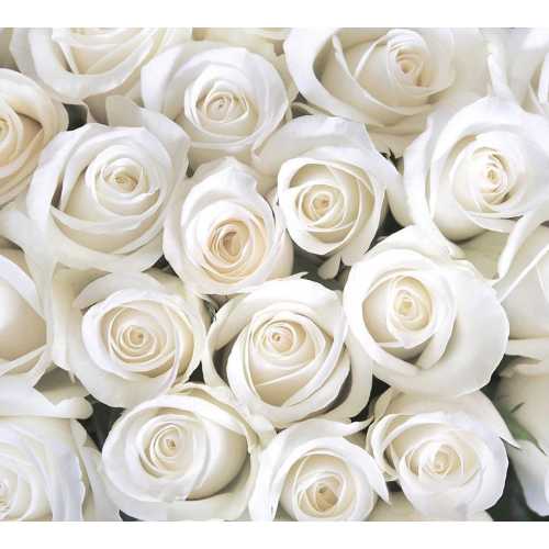 Фото Розы белые Б1-091, 300*270 см