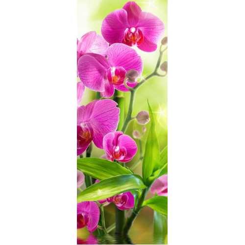 Фото Сияющая орхидея Б1-095, 100*270 см