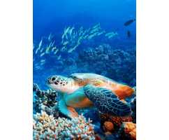 Морская черепаха Б1-211, 200*270 см