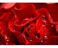 Красная роза Б1024, 200*147 см