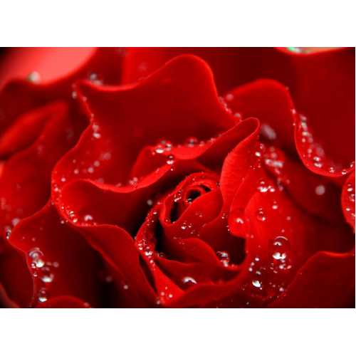 Фото Красная роза Б1024, 200*147 см
