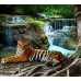 Маленькое фото Тигр у водопада Б1-074, 300*270 см