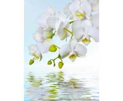 Орхидея над водой Б1-244, 200*270 см