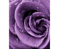 Роза фиолетовая, 200*238 см