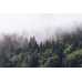 Маленькое фото Туманный лес Т-247, 400*270 см